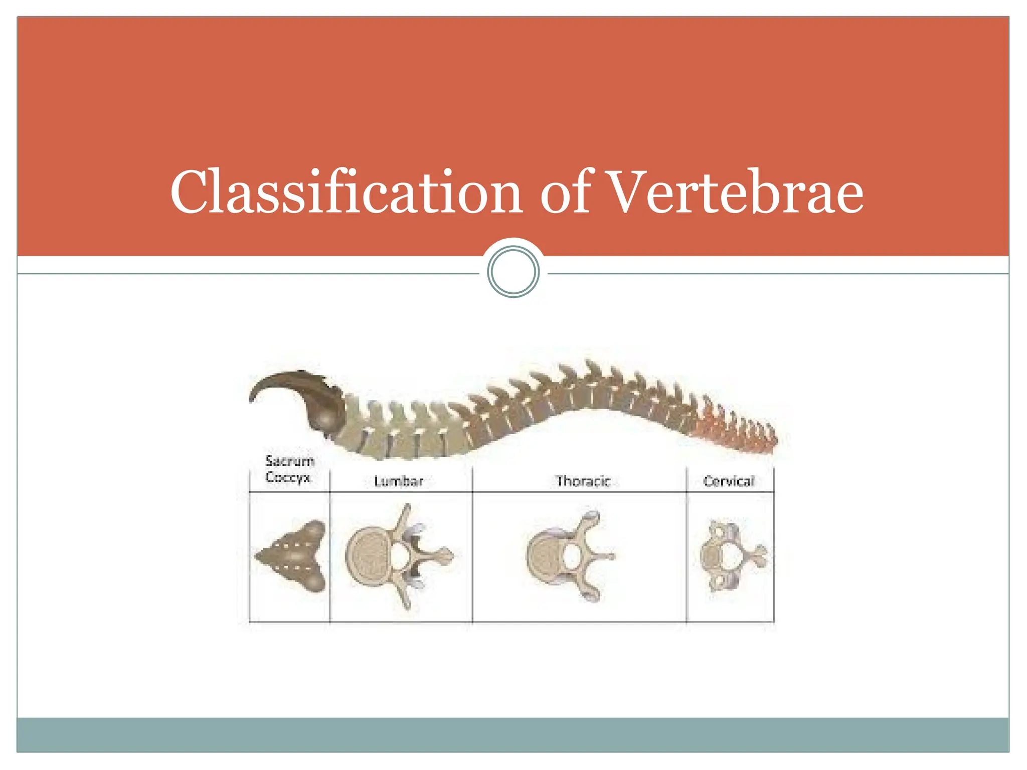 Classification of Vertebrae
 