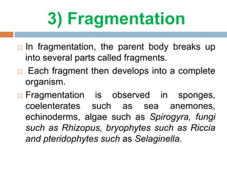Ch-1 Reproduction in organisms -Biology NEET English Medium | PPTX