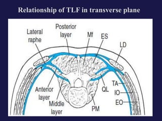 Relationship of TLF in transverse plane
 