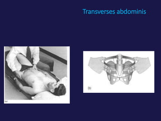 Transverses abdominis
 