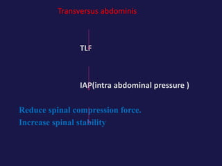 Transversus abdominis
TLF
IAP(intra abdominal pressure )
Reduce spinal compression force.
Increase spinal stability
 