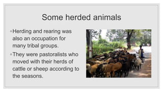 Some herded animals
◦Herding and rearing was
also an occupation for
many tribal groups.
◦They were pastoralists who
moved with their herds of
cattle or sheep according to
the seasons.
 