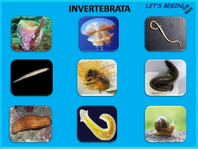 PPT Interaktif Invertebrata 