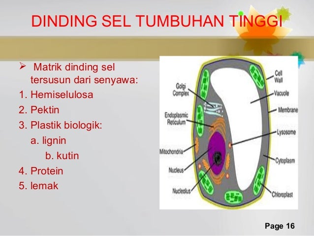 dinding sel