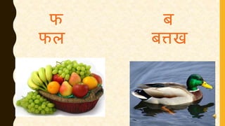 फ ब
फल बत्तख
 