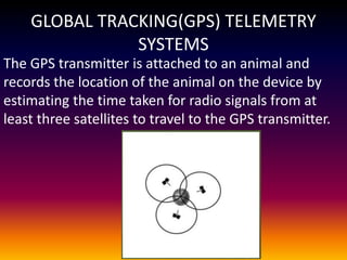 GLOBAL TRACKING(GPS) TELEMETRY
SYSTEMS
The GPS transmitter is attached to an animal and
records the location of the animal on the device by
estimating the time taken for radio signals from at
least three satellites to travel to the GPS transmitter.
 