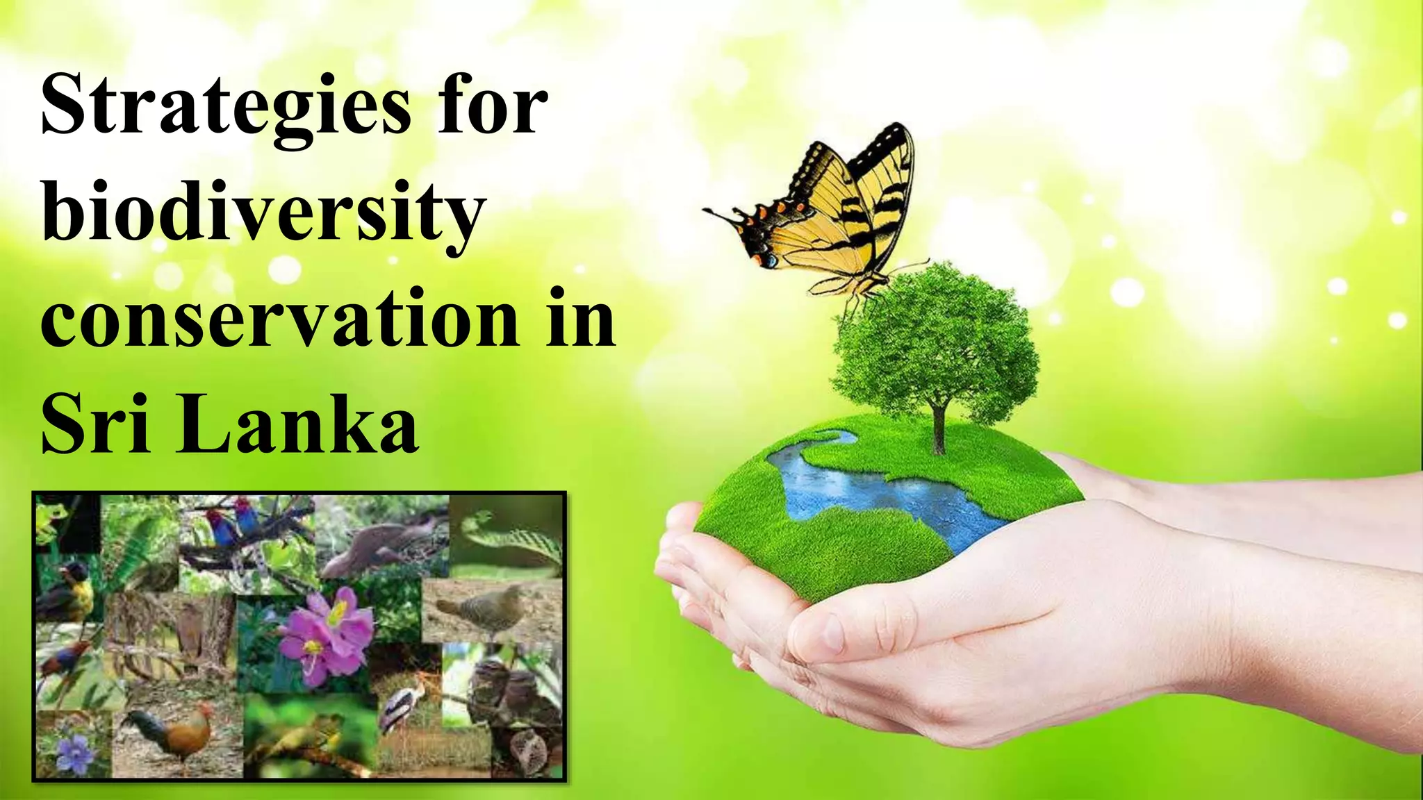 Conservation Strategy Biodiversity conservation strategies in Sri Lanka | PPTX