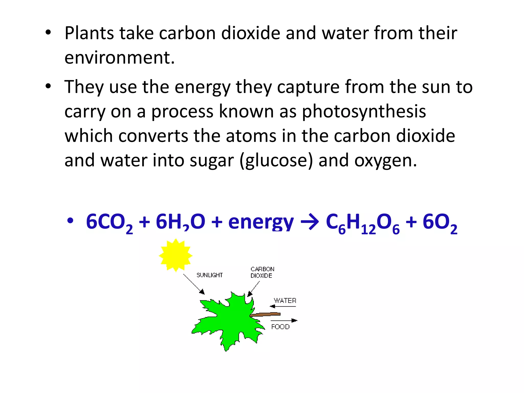 • Plants take carbon dioxide and water from their
environment.
• They use the energy they capture from the sun to
carry on a process known as photosynthesis
which converts the atoms in the carbon dioxide
and water into sugar (glucose) and oxygen.
• 6CO2 + 6H2O + energy → C6H12O6 + 6O2
 