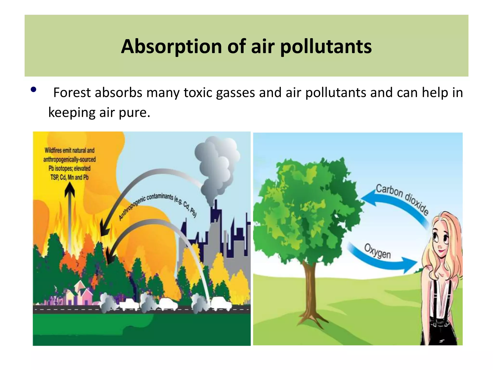 Absorption of air pollutants
• Forest absorbs many toxic gasses and air pollutants and can help in
keeping air pure.
 