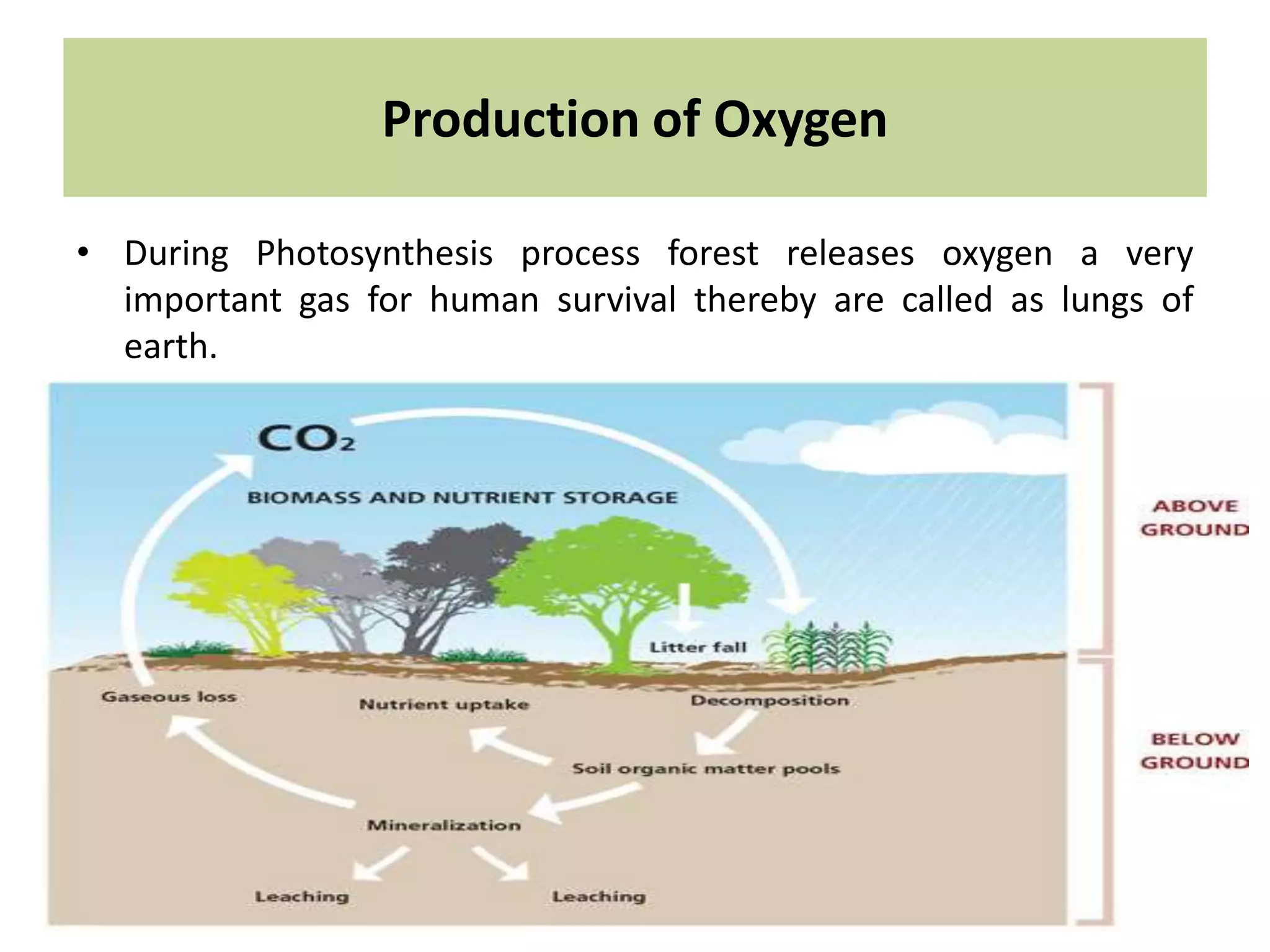 Production of Oxygen
• During Photosynthesis process forest releases oxygen a very
important gas for human survival thereby are called as lungs of
earth.
 
