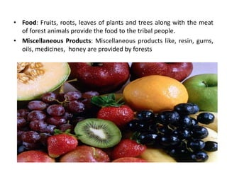 Role of Forest and trees on Environment | PPT