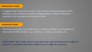 EMBRYOLOGICAL THEORY
LOCOMOTORY THEORY
It suggests that mechanical stresses in the mesoderm during elongation of the
embryo or larva resulted in mesoderm fragmentation , leading to segmental
repetition of all mesodermal derivatives in adult.
This theory postulates that metamerism is evolved probably as an adaptation to
locomotion of different kind , e.g. swimming , creeping , burrowing , etc.
CONCLUSION : Not a single theory could explain the origin of metamerism in different
organisms. It probably originated in different way in different organisms.
 