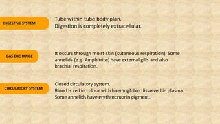 DIGESTIVE SYSTEM
Tube within tube body plan.
Digestion is completely extracellular.
It occurs through moist skin (cutaneous respiration). Some
annelids (e.g. Amphitrite) have external gills and also
brachial respiration.
GAS EXCHANGE
CIRCULATORY SYSTEM
Closed circulatory system.
Blood is red in colour with haemoglobin dissolved in plasma.
Some annelids have erythrocruorin pigment.
 