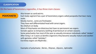 CLASSIFICATION
On the basis of locomotory organelles, it has three main classes:
POLYCHAETA
Also known as sand worms.
Each body segment has a pair of locomotory organs called parapodia that bear many
seate.
Mostly marine , some are freshwater.
They have well differentiated head with sense organs.
No clitellum on body.
Most of Polychaetes are dioecious but have no permanent sex organs.
Gonads appear as temporary swelling of peritoneum at certain seasons.
Some polychaetes live most of the year as sexually immature individuals called “atokes”.
After living 1 or 2 years as benthic organisms they become sexually mature and swollen
with gametes called “epitokes”.
Excretoty organs are Nephridia .
Examples of polychaeta : Neries , Polynoe , Glycera , Aphrodite
 