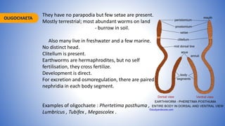 OLIGOCHAETA
They have no parapodia but few setae are present.
Mostly terrestrial; most abundant worms on land
- burrow in soil.
Also many live in freshwater and a few marine.
No distinct head.
Clitellum is present.
Earthworms are hermaphrodites, but no self
fertilisation, they cross fertilize.
Development is direct.
For excretion and osmoregulation, there are paired
nephridia in each body segment.
Examples of oligochaete : Phertetima posthuma ,
Lumbricus , Tubifex , Megascolex .
 