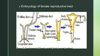 z Embryology of female reproductive tract
 