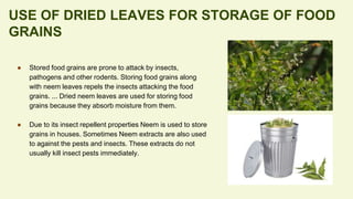 ● Stored food grains are prone to attack by insects,
pathogens and other rodents. Storing food grains along
with neem leaves repels the insects attacking the food
grains. ... Dried neem leaves are used for storing food
grains because they absorb moisture from them.
● Due to its insect repellent properties Neem is used to store
grains in houses. Sometimes Neem extracts are also used
to against the pests and insects. These extracts do not
usually kill insect pests immediately.
USE OF DRIED LEAVES FOR STORAGE OF FOOD
GRAINS
 