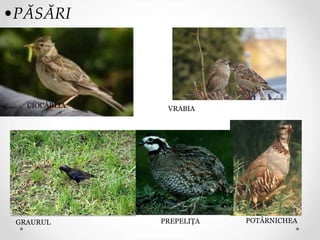 •PĂSĂRI
POTÂRNICHEA
PREPELIŢA
CIOCÂRLIA
GRAURUL
VRABIA
 