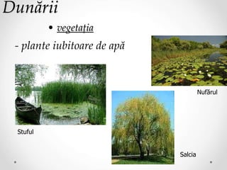 Dunării
• vegetaţia
- plante iubitoare de apă
Stuful
Nufărul
Salcia
 