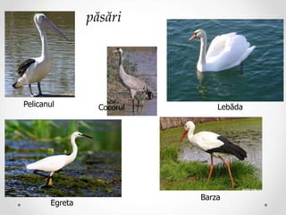păsări
Pelicanul Cocorul
Egreta
Barza
Lebăda
 