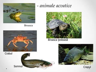 Broasca
Broasca ţestoasă
Crabul
Crapul
Somnul
- animale acvatice
 
