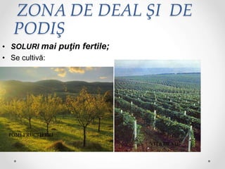 ZONA DE DEAL ŞI DE
PODIŞ
• SOLURI mai puţin fertile;
• Se cultivă:
VIŢA DE VIE
POMI FRUCTIFERI
 