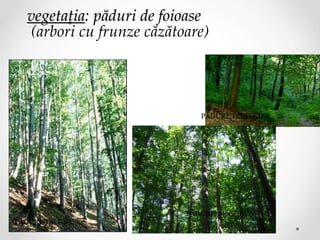 vegetaţia: păduri de foioase
(arbori cu frunze căzătoare)
PĂDURE DE FAG
PĂDURE DE GORUN
PĂDURE DE STEJAR
 