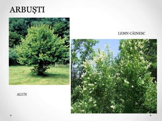 ARBUȘTI
ALUNUL
ALLUNULL
ALUN
LEMN CÂINESC
 