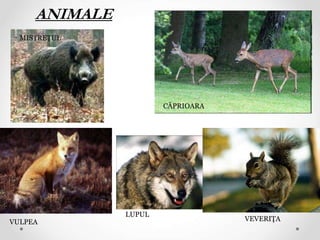 LUPUL
MISTREŢUL
VULPEA VEVERIŢA
ANIMALE
CĂPRIOARA
 