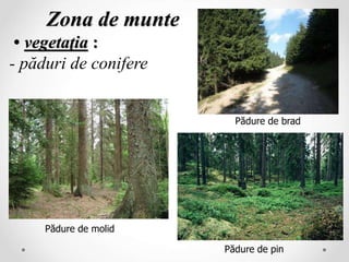 Zona de munte
• vegetaţia :
- păduri de conifere
Pădure de molid
Pădure de brad
Pădure de pin
 