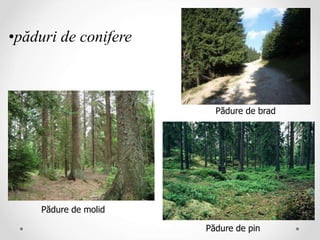 •păduri de conifere
Pădure de molid
Pădure de brad
Pădure de pin
 