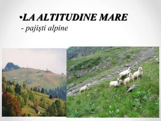 •LA ALTITUDINE MARE
- pajişti alpine
 