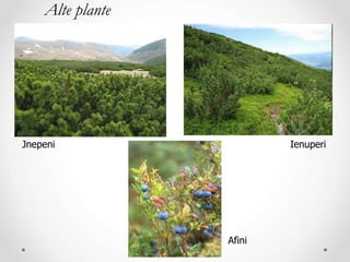 Jnepeni
Alte plante
Ienuperi
Afini
 
