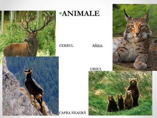 RÂSUL
CERBUL
URSUL
CAPRA NEAGRĂ
•ANIMALE
 