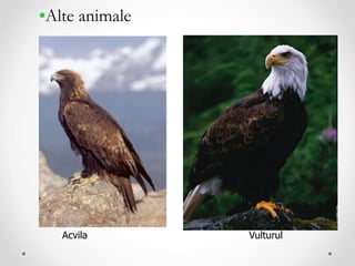 •Alte animale
Acvila Vulturul
 