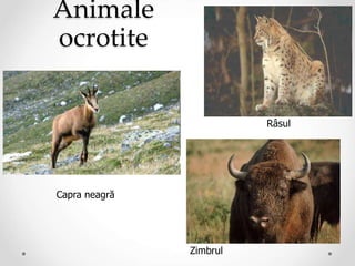 Animale
ocrotite
Capra neagra
Zimbrul
Râsul
Capra neagră
 