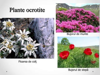 Plante ocrotite
Floarea de colţ
Bujorul de munte
Bujorul de stepă
 