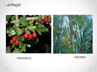 MĂCEŞUL
- arbuşti
PĂDUCELUL
 
