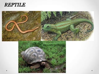 ŞARPELE
ŞOPÂRLA
BROASCA ŢESTOASĂ
REPTILE
 