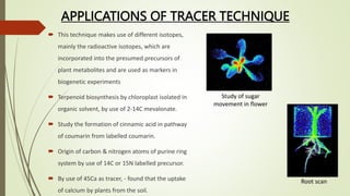  This technique makes use of different isotopes,
mainly the radioactive isotopes, which are
incorporated into the presumed precursors of
plant metabolites and are used as markers in
biogenetic experiments
 Terpenoid biosynthesis by chloroplast isolated in
organic solvent, by use of 2-14C mevalonate.
 Study the formation of cinnamic acid in pathway
of coumarin from labelled coumarin.
 Origin of carbon & nitrogen atoms of purine ring
system by use of 14C or 15N labelled precursor.
 By use of 45Ca as tracer, - found that the uptake
of calcium by plants from the soil.
APPLICATIONS OF TRACER TECHNIQUE
Study of sugar
movement in flower
Root scan
 