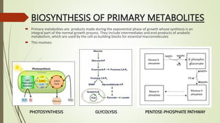 BIOSYNTHESIS OF PRIMARY METABOLITES
 Primary metabolites are products made during the exponential phase of growth whose synthesis is an
integral part of the normal growth process. They include intermediates and end‐products of anabolic
metabolism, which are used by the cell as building blocks for essential macromolecules
 This involves-
PHOTOSYNTHESIS GLYCOLYSIS PENTOSE-PHOSPHATE PATHWAY
 