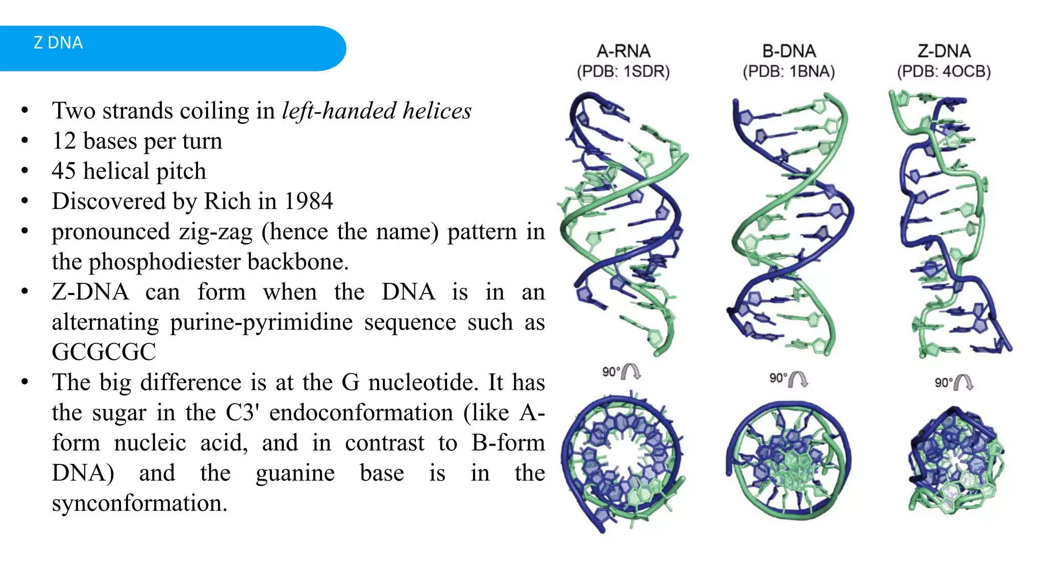 • Two strands coiling in left-handed helices
• 12 bases per turn
• 45 helical pitch
• Discovered by Rich in 1984
• pronounced zig-zag (hence the name) pattern in
the phosphodiester backbone.
• Z-DNA can form when the DNA is in an
alternating purine-pyrimidine sequence such as
GCGCGC
• The big difference is at the G nucleotide. It has
the sugar in the C3' endoconformation (like A-
form nucleic acid, and in contrast to B-form
DNA) and the guanine base is in the
synconformation.
Z DNA
 