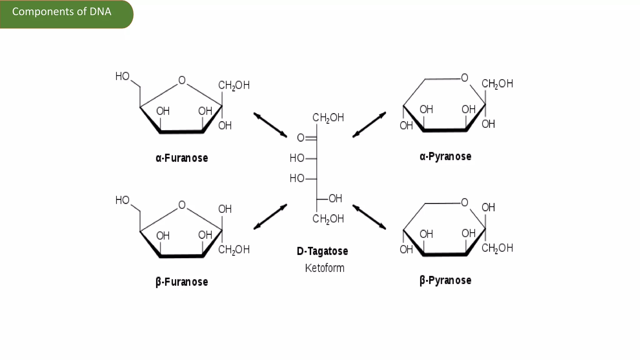 Components of DNA
 