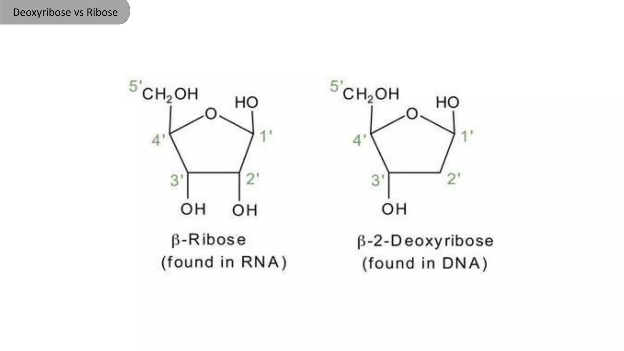 Deoxyribose vs Ribose
 
