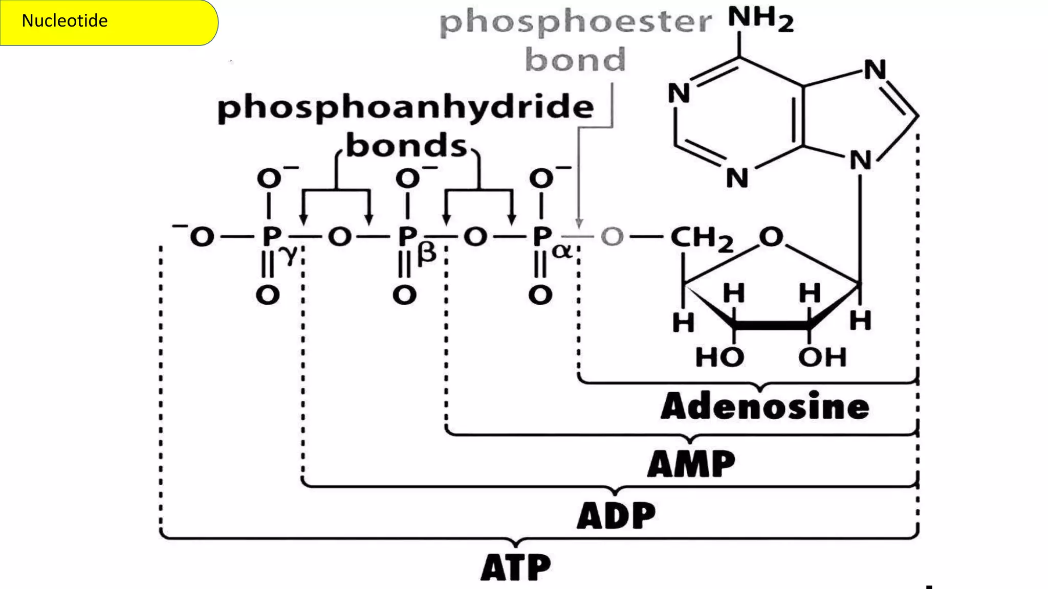 Nucleotide
 