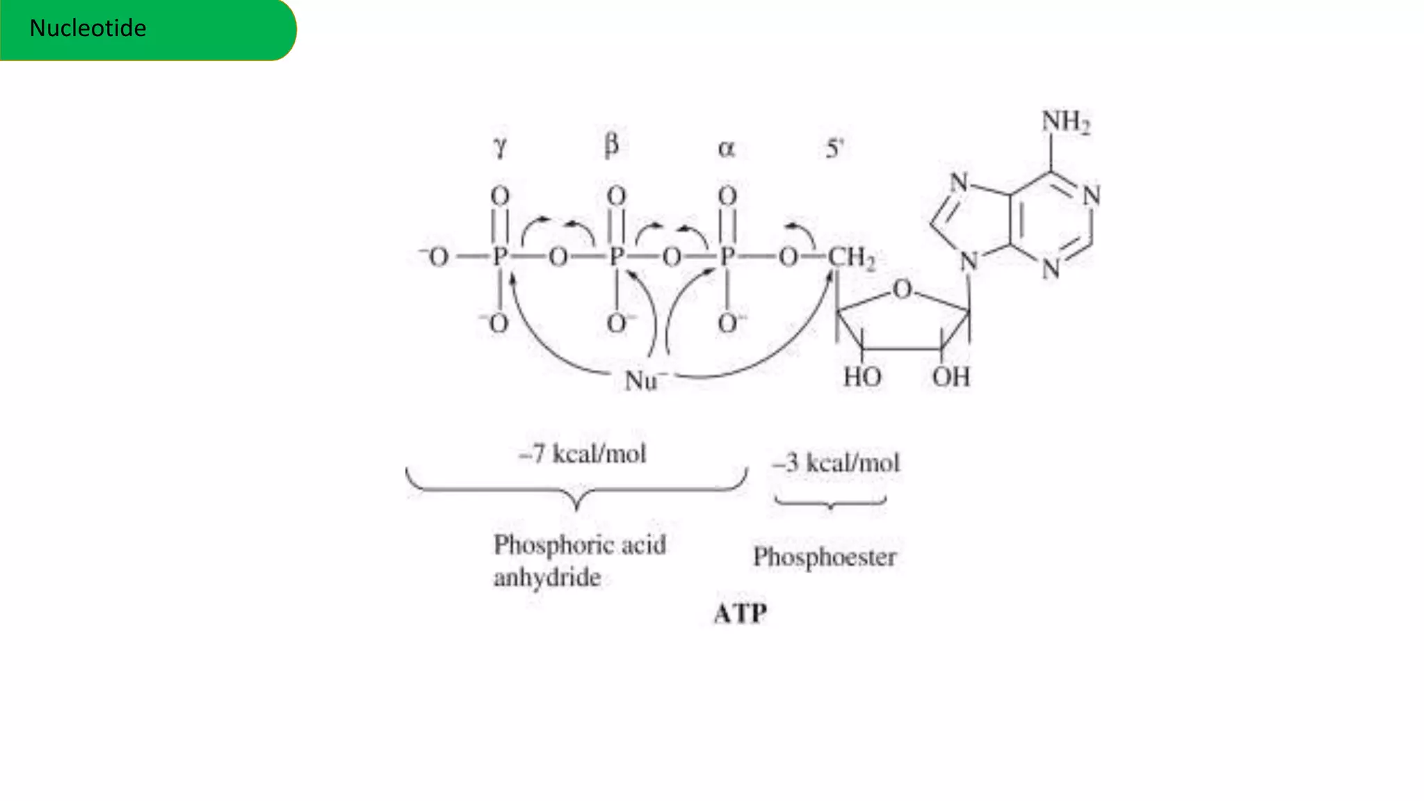 Nucleotide
 