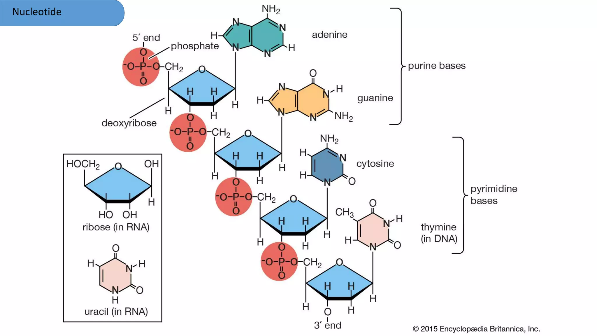 Nucleotide
 