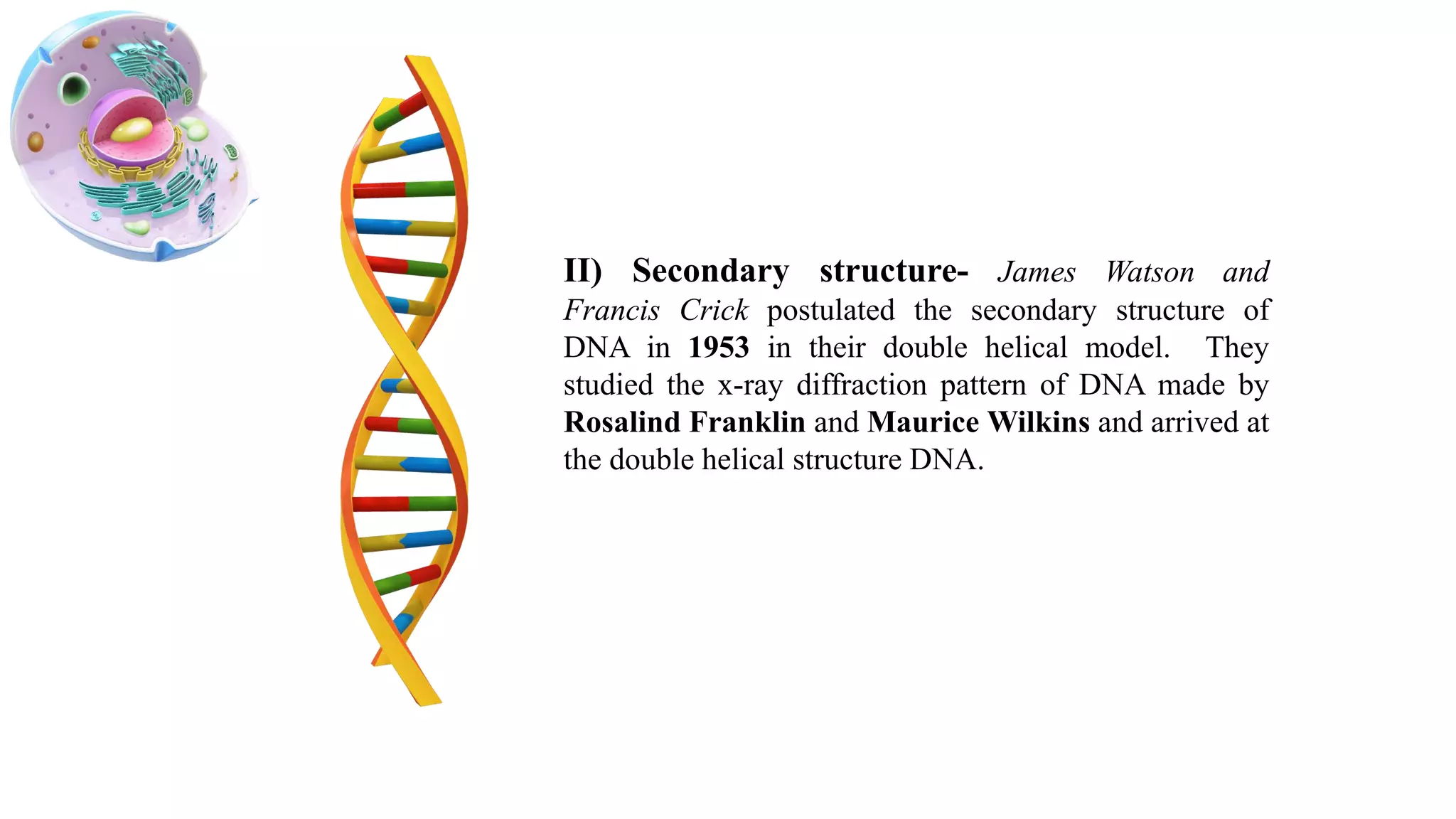 II) Secondary structure- James Watson and
Francis Crick postulated the secondary structure of
DNA in 1953 in their double helical model. They
studied the x-ray diffraction pattern of DNA made by
Rosalind Franklin and Maurice Wilkins and arrived at
the double helical structure DNA.
 