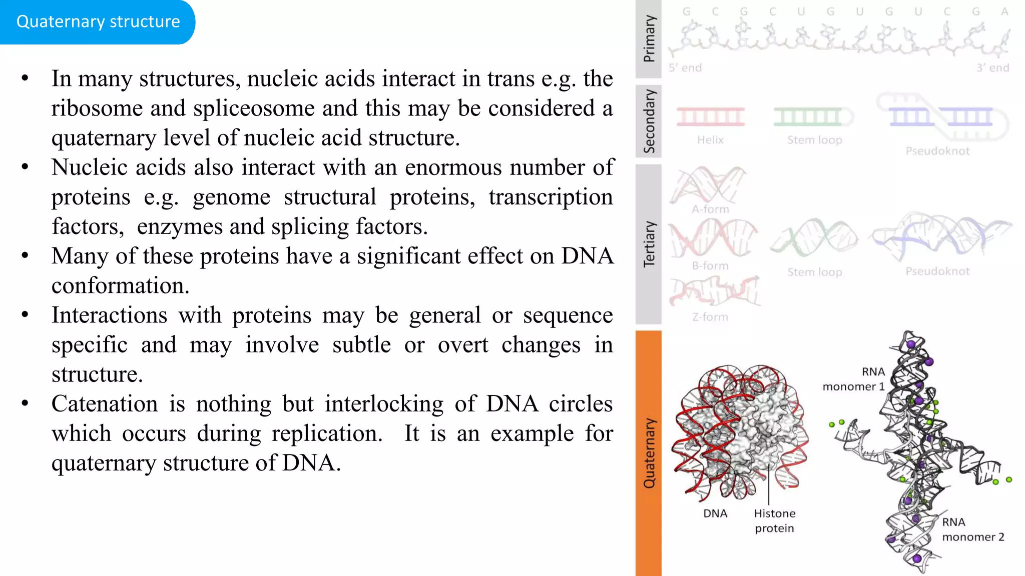 • In many structures, nucleic acids interact in trans e.g. the
ribosome and spliceosome and this may be considered a
quaternary level of nucleic acid structure.
• Nucleic acids also interact with an enormous number of
proteins e.g. genome structural proteins, transcription
factors, enzymes and splicing factors.
• Many of these proteins have a significant effect on DNA
conformation.
• Interactions with proteins may be general or sequence
specific and may involve subtle or overt changes in
structure.
• Catenation is nothing but interlocking of DNA circles
which occurs during replication. It is an example for
quaternary structure of DNA.
Quaternary structure
 