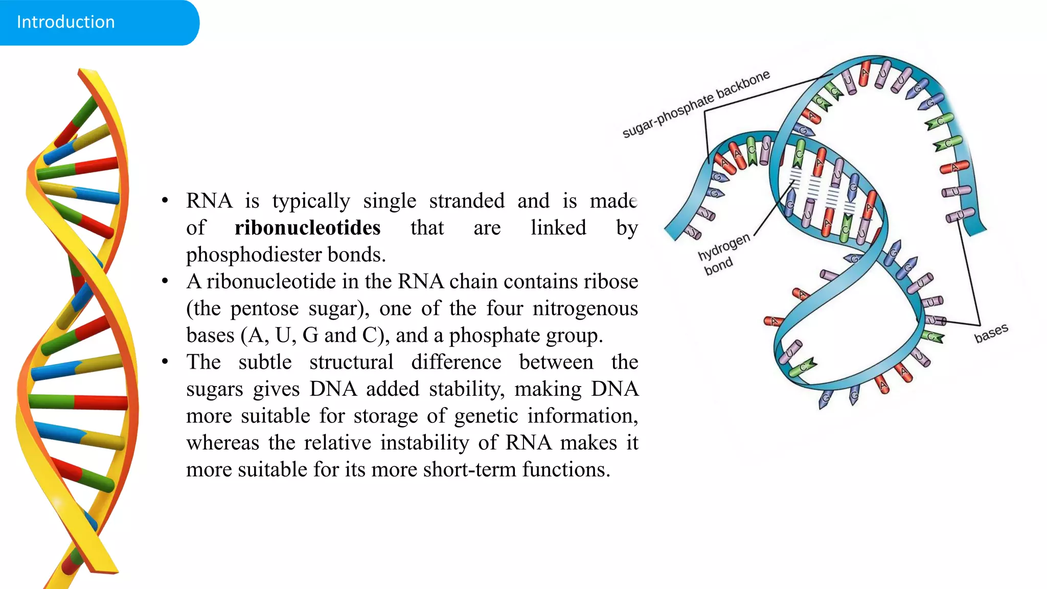 • RNA is typically single stranded and is made
of ribonucleotides that are linked by
phosphodiester bonds.
• A ribonucleotide in the RNA chain contains ribose
(the pentose sugar), one of the four nitrogenous
bases (A, U, G and C), and a phosphate group.
• The subtle structural difference between the
sugars gives DNA added stability, making DNA
more suitable for storage of genetic information,
whereas the relative instability of RNA makes it
more suitable for its more short-term functions.
Introduction
 